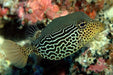 Scribbled Boxfish (Ostracion Solorensis) Female - Reef Exclusive MA LLC