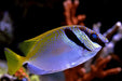 Scribbled Rabbit Fish (Siganus Virgatus) - Reef Exclusive MA LLC