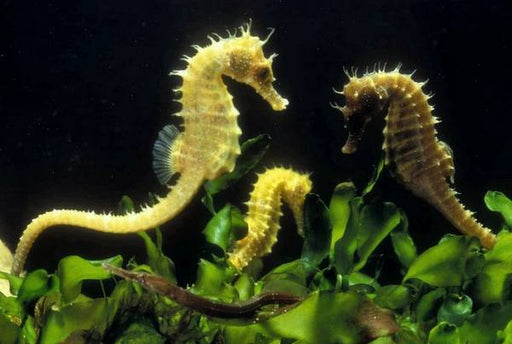 Sea Horse (Hippocampus) - Reef Exclusive MA LLC