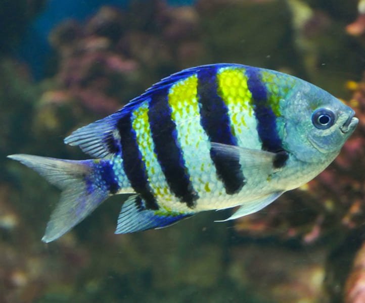 Sergeant Major Damsel (Abudefduf Saxatilis) - Reef Exclusive MA LLC