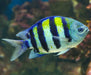 Sergeant Major Damsel (Abudefduf Saxatilis) - Reef Exclusive MA LLC