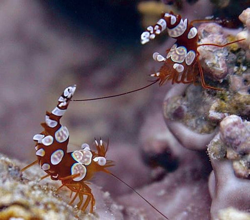 Sexy Anemone Shrimp (Thor Amboinensis) - Reef Exclusive MA LLC