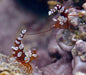 Sexy Anemone Shrimp (Thor Amboinensis) - Reef Exclusive MA LLC