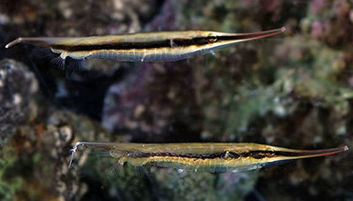 Shrimp Fish (Aeoliscus Strigatus) - Reef Exclusive MA LLC