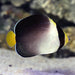 Singapore Angelfish (Chaetodontoplus Mesoleucus) - Reef Exclusive MA LLC