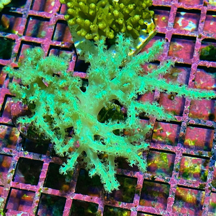 Sinularia Leather Coral (Green) - Reef Exclusive MA LLC