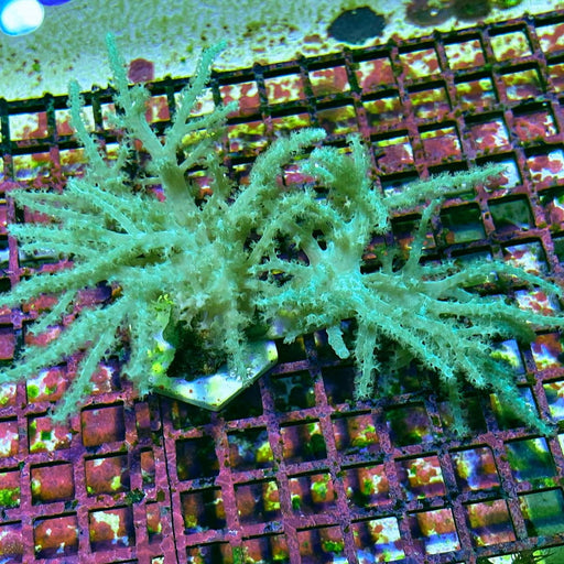 Sinularia Leather Coral Super Green - Reef Exclusive MA LLC