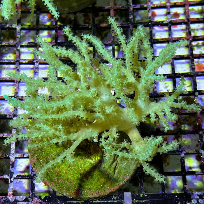 Sinularia Leather Coral Super Green - Reef Exclusive MA LLC