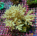 Sinularia Leather Coral (Yellow) - Reef Exclusive MA LLC