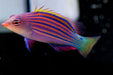 Six Line Wrasse (Pseudocheilinus Hexataenia) - Reef Exclusive MA LLC