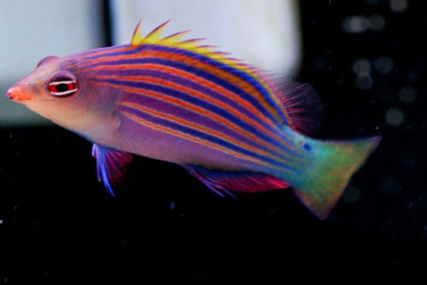 Six Line Wrasse (Pseudocheilinus Hexataenia) - Reef Exclusive MA LLC