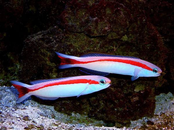 Skunk Tilefish (Hoplolatilus Marcosi) - Reef Exclusive MA LLC