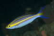 Small Toothed Whiptail (Pentapodus Nemurus) - Reef Exclusive MA LLC