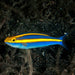 Small Toothed Whiptail (Pentapodus Nemurus) - Reef Exclusive MA LLC