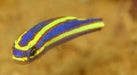 Small Toothed Whiptail (Pentapodus Nemurus) - Reef Exclusive MA LLC