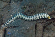 Snowflake Eel (Echidna Nebulosa) - Reef Exclusive MA LLC