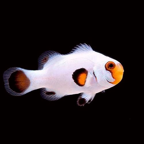 Snowflake Wyoming White (Amphiprion Ocellaris) Captive Bred - Reef Exclusive MA LLC