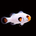 Snowflake Wyoming White (Amphiprion Ocellaris) Captive Bred - Reef Exclusive MA LLC