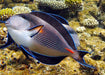 Sohal Tang (Acanthurus Sohal) - Reef Exclusive MA LLC