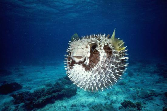 Spiny Pufferfish (Diodon Holocanthus) - Reef Exclusive MA LLC