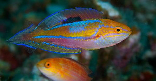 Splendid Pintail Fairy Wrasse (Cirrhilabrus Isosceles) Male - Reef Exclusive MA LLC