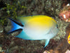 Spotbreast Angelfish (Genicanthus Melanospilos) Female - Reef Exclusive MA LLC