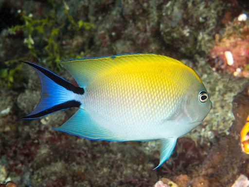 Spotbreast Angelfish (Genicanthus Melanospilos) Female - Reef Exclusive MA LLC