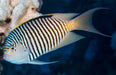 Spotbreast Angelfish (Genicanthus Melanospilos) Male - Reef Exclusive MA LLC