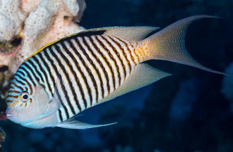 Spotbreast Angelfish (Genicanthus Melanospilos) Male - Reef Exclusive MA LLC