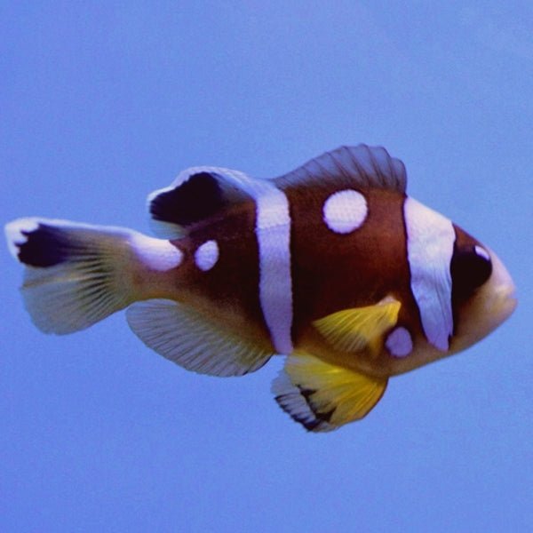 Spotcinctus Clownfish (Amphiprion bicinctus) - Reef Exclusive MA LLC