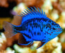 Springeri Damsel (Chrysiptera Springeri) - Reef Exclusive MA LLC