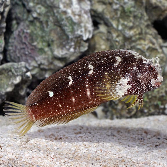 Starry Blenny (Salarias Ramosus) - Reef Exclusive MA LLC