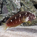 Starry Blenny (Salarias Ramosus) - Reef Exclusive MA LLC