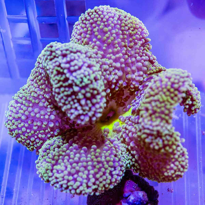 Stichodactyla Haddoni - Reef Exclusive MA LLC