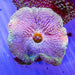 Stichodactyla Haddoni - Reef Exclusive MA LLC