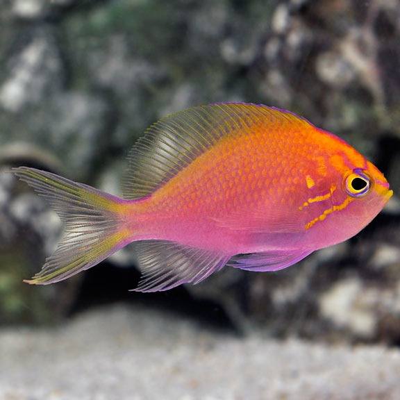 Sunburst Anthias (Serranocirrhitus Latus) - Reef Exclusive MA LLC