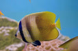 Sunburst Butterflyfish (Chaetodon Kleinii) - Reef Exclusive MA LLC