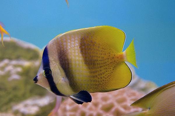 Sunburst Butterflyfish (Chaetodon Kleinii) - Reef Exclusive MA LLC