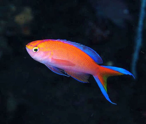 Sunset Anthias (Pseudanthias Parvirostris) Male - Reef Exclusive MA LLC