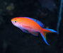 Sunset Anthias (Pseudanthias Parvirostris) Male - Reef Exclusive MA LLC