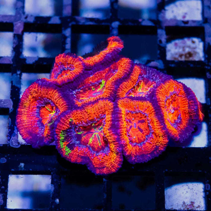 Super Acan Mini Colony - Reef Exclusive MA LLC