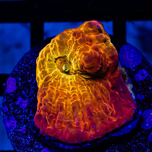 Super Bright Gold Chalice - Reef Exclusive MA LLC