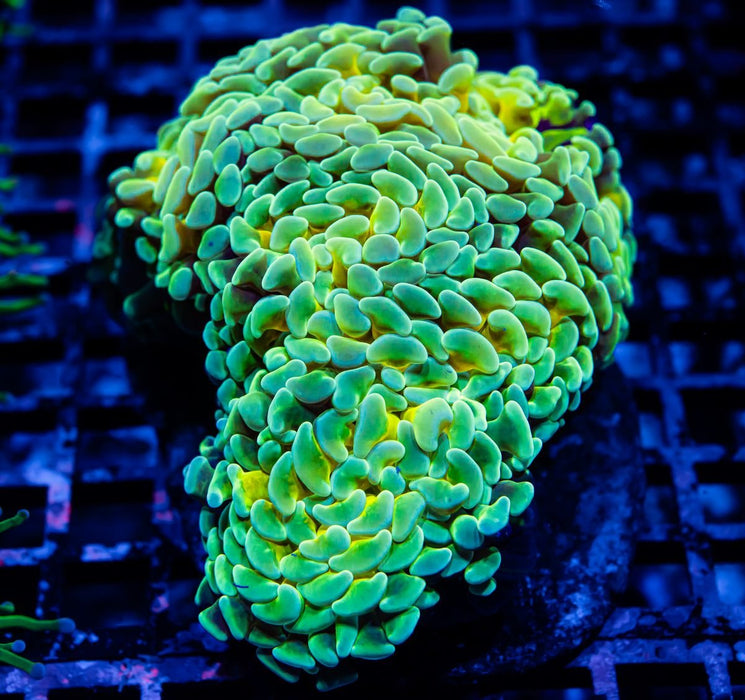 Super Bright Green Gold Wall Hammer - Reef Exclusive MA LLC