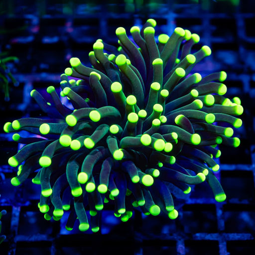 Super Green Hulk Torch Yellow Tips - Reef Exclusive MA LLC