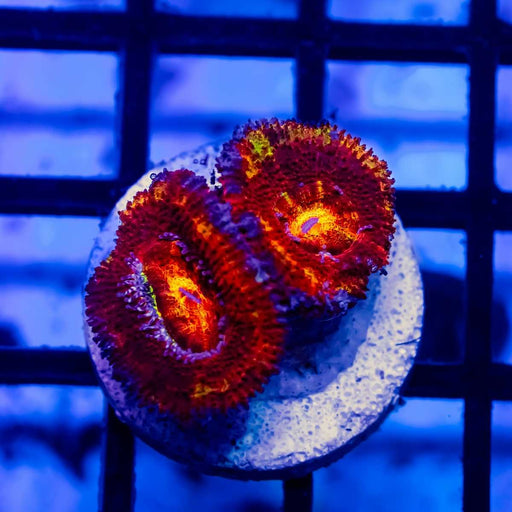 Super Ultra Acan Frag - Reef Exclusive MA LLC