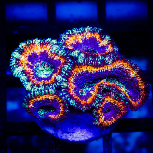 Super Ultra Acan Frag - Reef Exclusive MA LLC