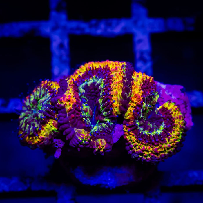 Super Ultra Acan Frag - Reef Exclusive MA LLC