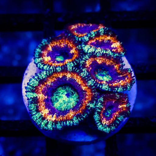 Super Ultra Acan Frag - Reef Exclusive MA LLC