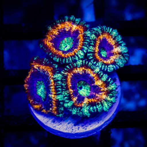 Super Ultra Acan Frag - Reef Exclusive MA LLC