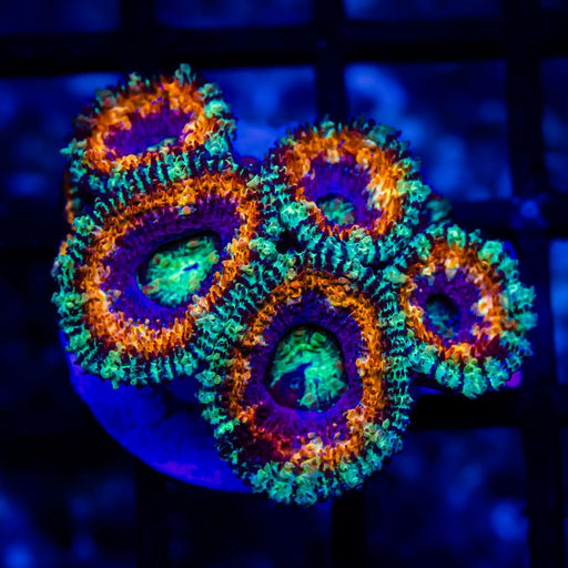 Super Ultra Acan Frag - Reef Exclusive MA LLC